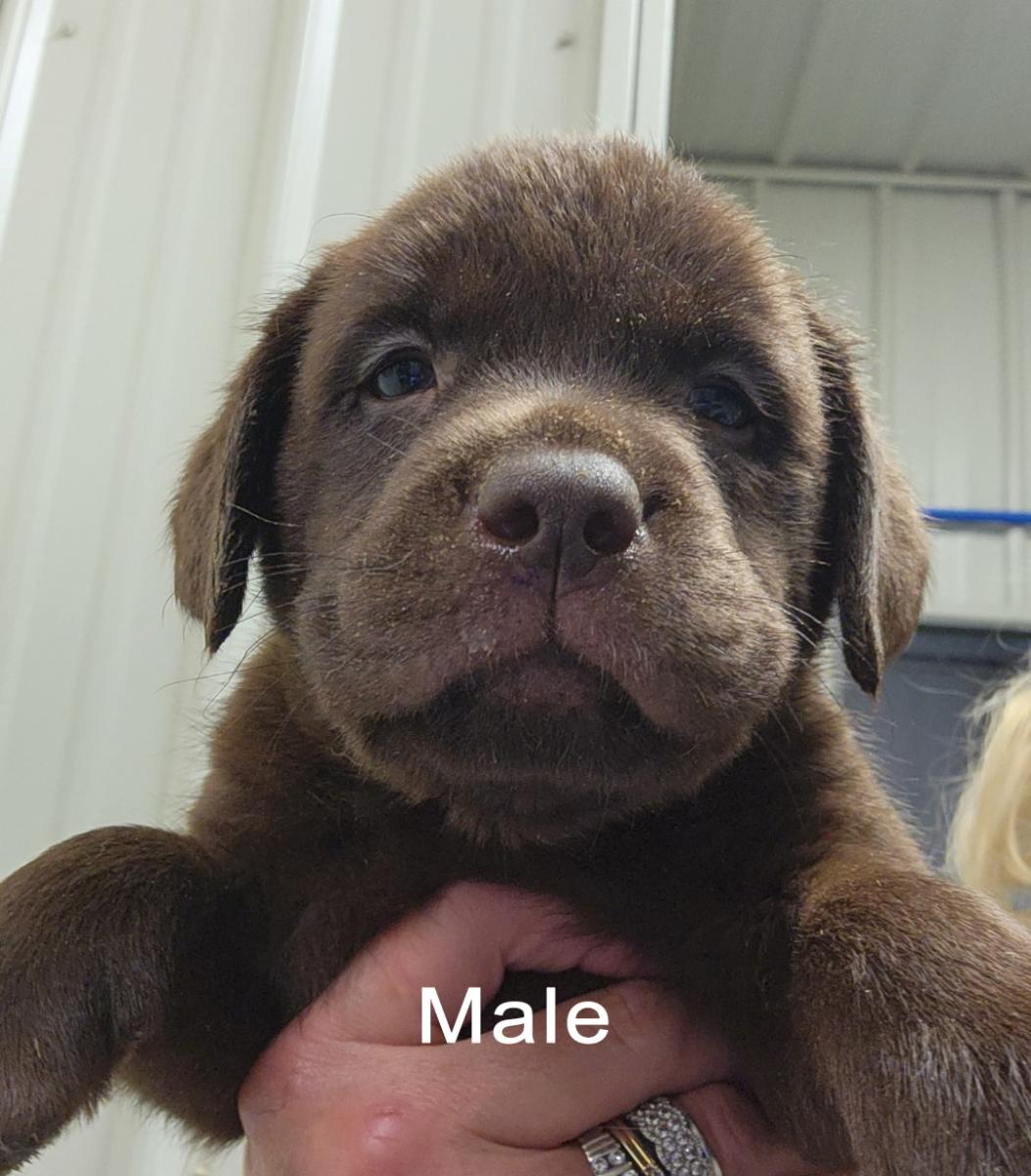 Chocolate Male Labrador Puppy for sale