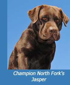 Champion Labrador North Fork's Jasper