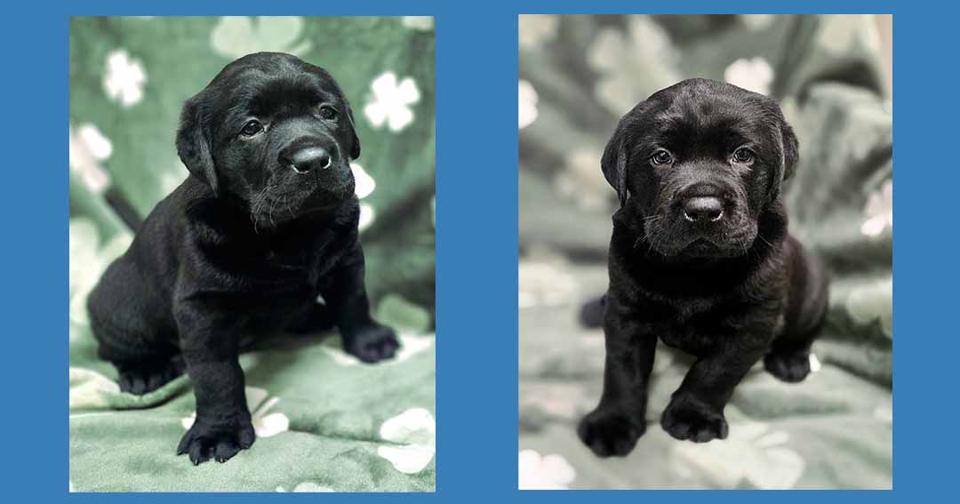 Two black Labrador Retriever Puppies for Sale | St. Albans, WV