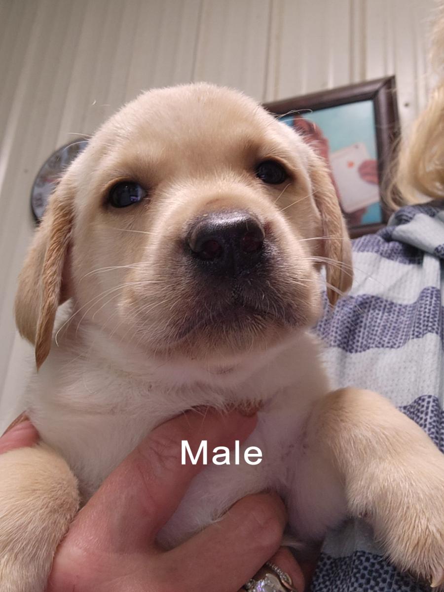 Yellow Male Labrador Puppy for sale