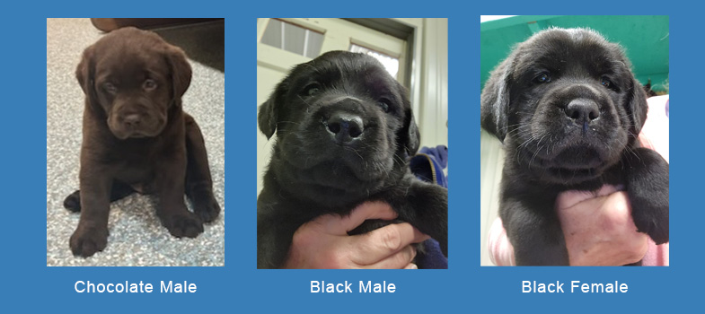Three Labrador puppies for sale 