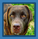 North Fork's Beth Dutton- a chocolate labrador