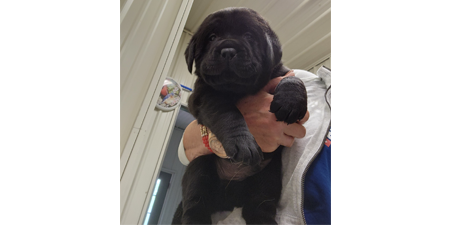 Female black Labrador Puppy for sale